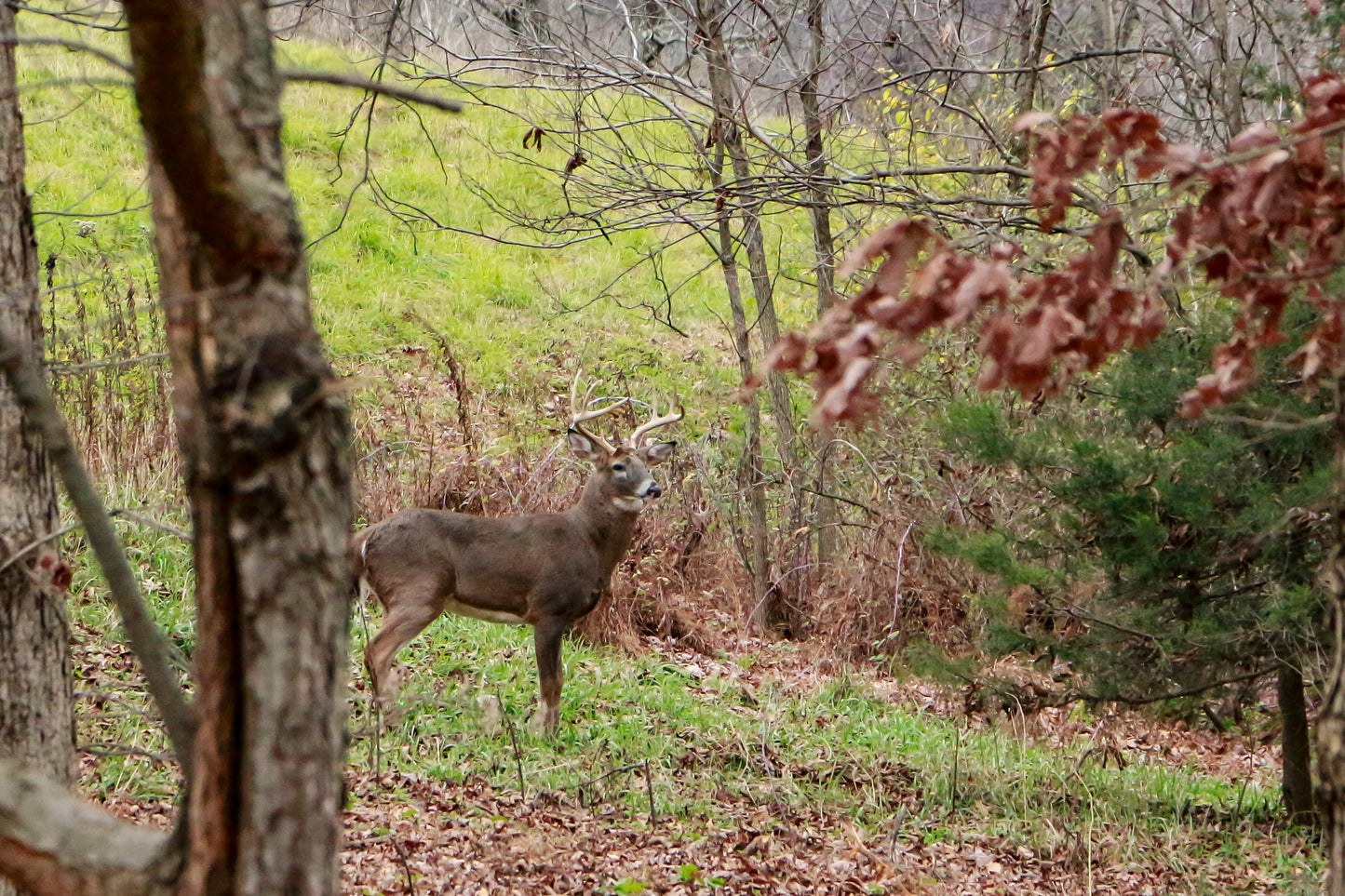 Backstrap Blend